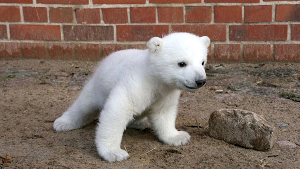 Necropsy being performed on polar bear