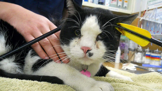 Me-Oww! Cat survives arrow through head