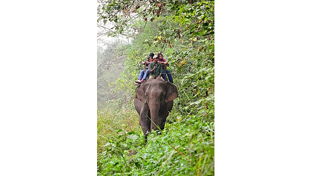 Picnic with pachyderm: enjoy Nepal safari with kids