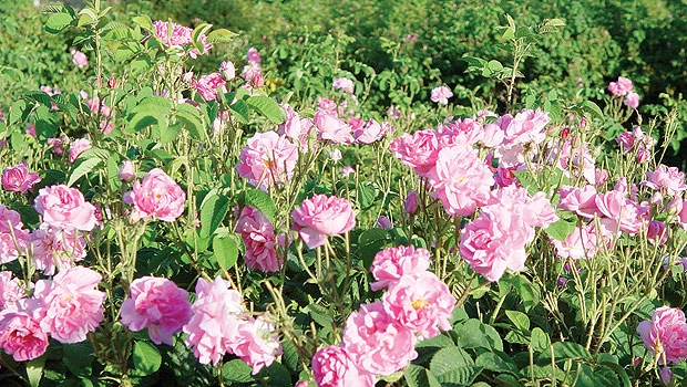 Taif rose farmers expect improved yield