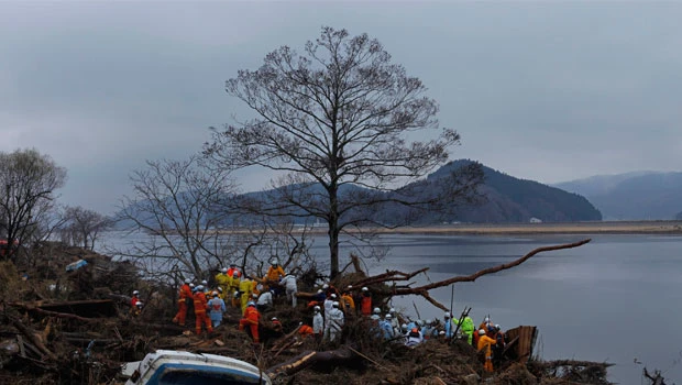 Japan bans planting rice in radioactive soil