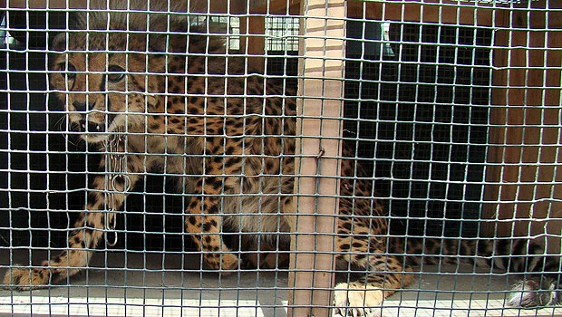 Roaming cheetah captured in Abu Dhabi