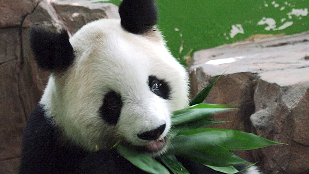 World’s oldest panda dies in Chinese zoo at age 34