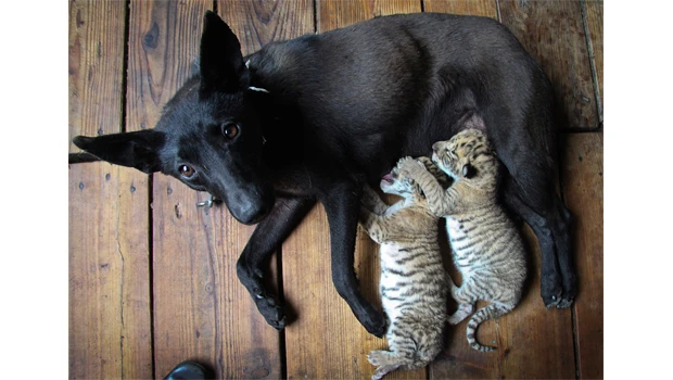 Dog nurses ligers after mom leaves them
