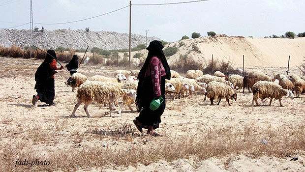 Shepherdesses in Asir becoming a thing of the past