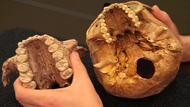 Study: Ancient ‘Nutcracker Man’ really ate grass