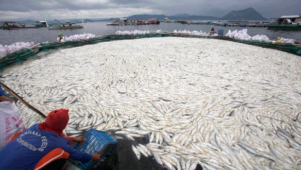 800 tons of fish die, rot on Philippines fish farm