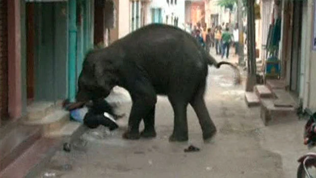 Elephants kill man, injure others in south India