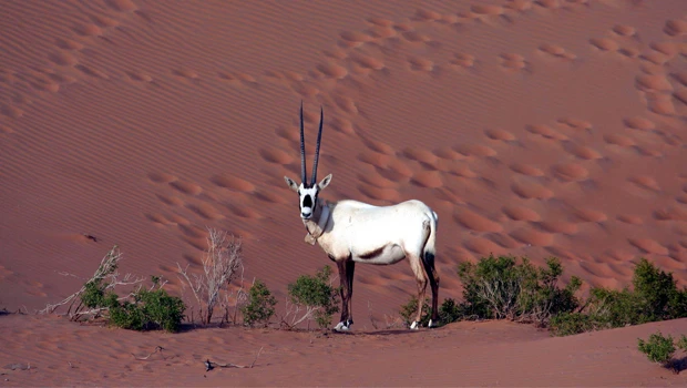 Arabian ‘unicorn’ thrives again in wild