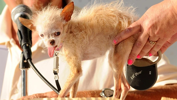 Chihuahua mix deemed 'ugliest dog'