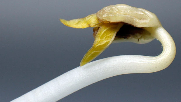 Germany: Sprouts clearly caused E. coli outbreak