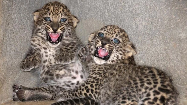 Two Arabian leopard cubs born in Taif