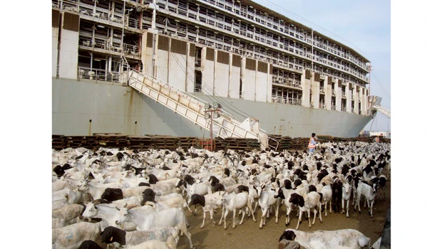 Arrival of Somali sheep to cut prices
