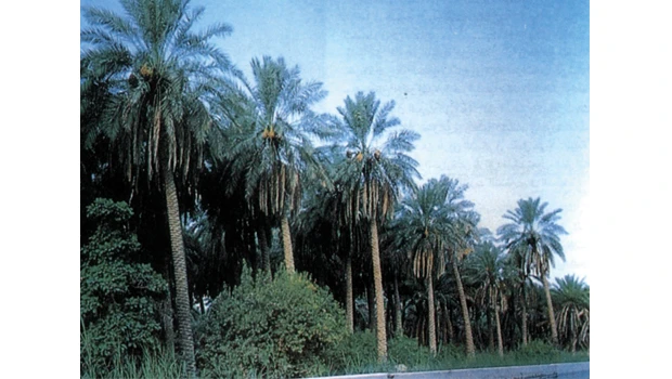 Highly toxic pesticides used in Ahsa date farms: Study