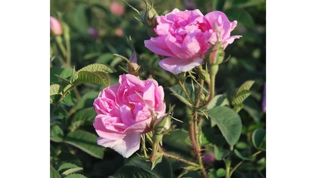 More Taif roses planted in Al-Hada