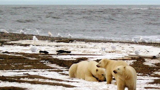 More polar bear cubs die as Arctic ice melts — study