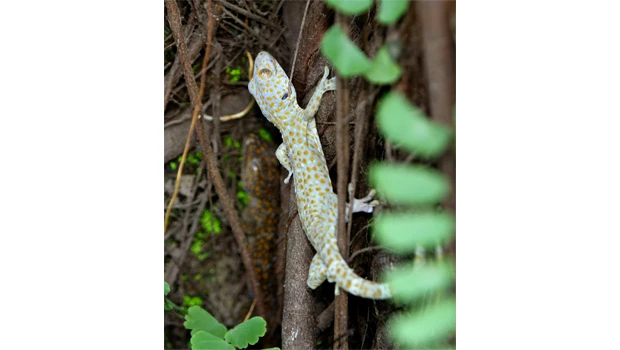 Philippines warns against geckos as AIDS, impotence treatment