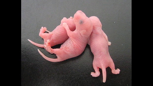 Sperm from mice stem cells offers infertility hope