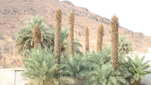 Concrete jungles devour Madinah farms