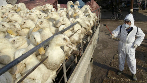 Bird flu deaths in Asia prompt call for scrutiny