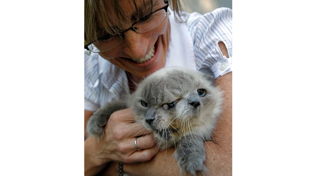 12-year-old two-faced cat is world’s oldest