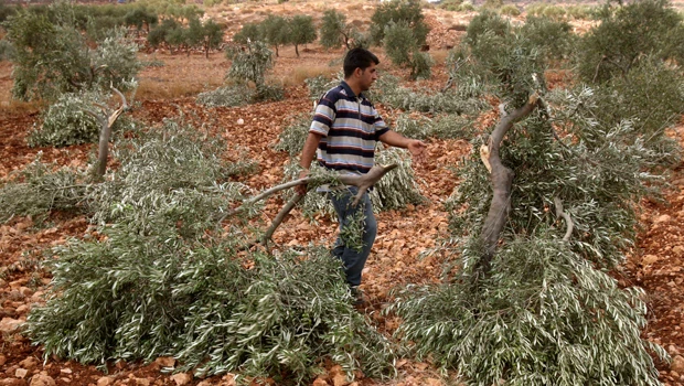 Kingdom supports Palestine’s UN bid