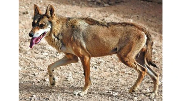 Arabian wolves need to be protected