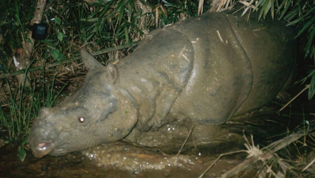 Group: Last Javan rhino in Vietnam killed for horn