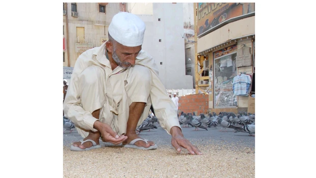 Pilgrims eat Haram’s pigeon feed for cure