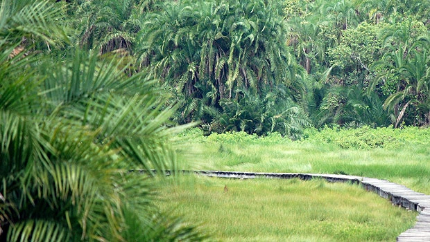 Uganda: In search of the Silverback!