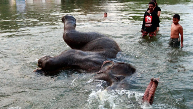 Flooding strands elephants in Thailand