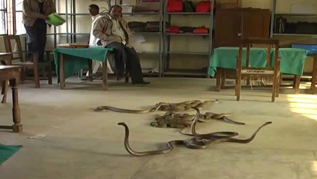 Indian farmers dump bags of snakes in tax office