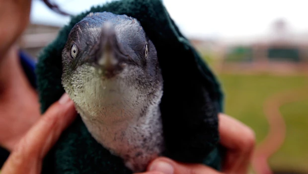 49 penguins freed after rescue from NZ oil spill