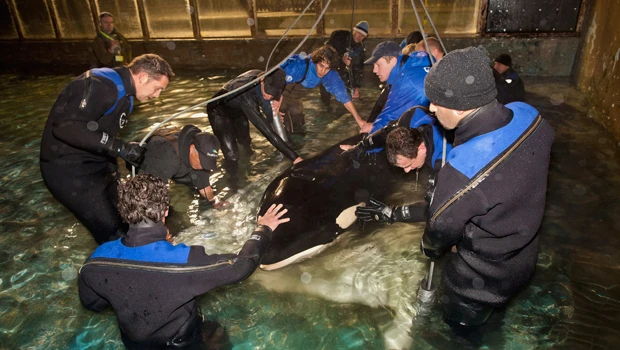 Dutch transfer killer whale Morgan to Spain