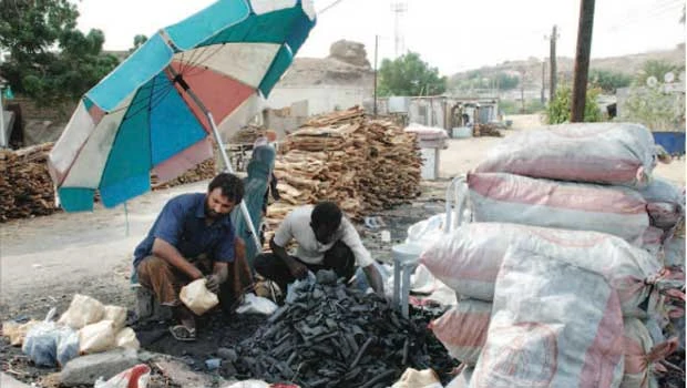 Campaign takes off to curb felling of trees for firewood
