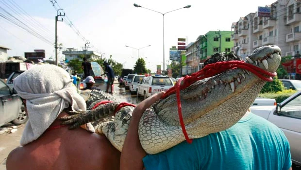 Receding floods reveal crocs lurking in Bangkok