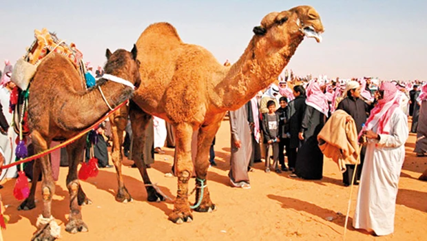 Contest for most beautiful camel