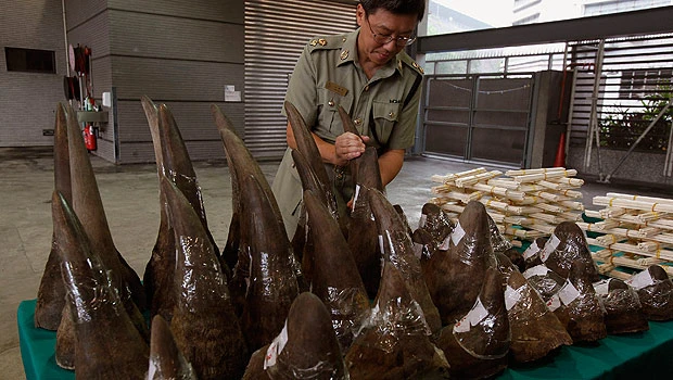 African rhino poaching hits record on Asian demand