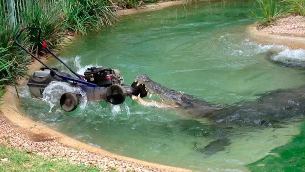 Now or never for workers as ‘Elvis’ the croc strikes again