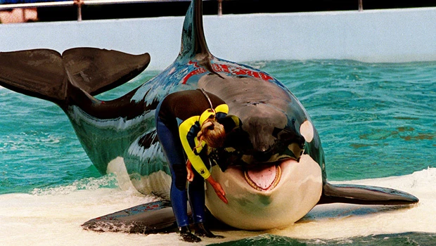 Whale activists sue to free Lolita from captivity