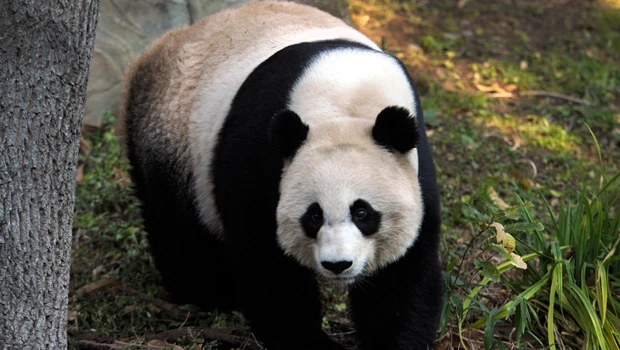 National Zoo to announce panda gift, breeding plan