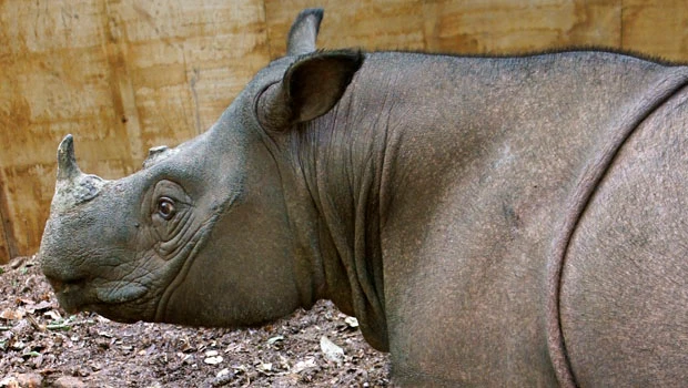 Rare rhino gets new mate to save species