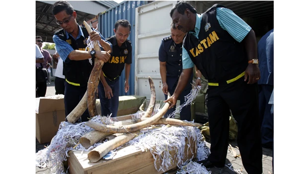 Worst year in decades for elephants