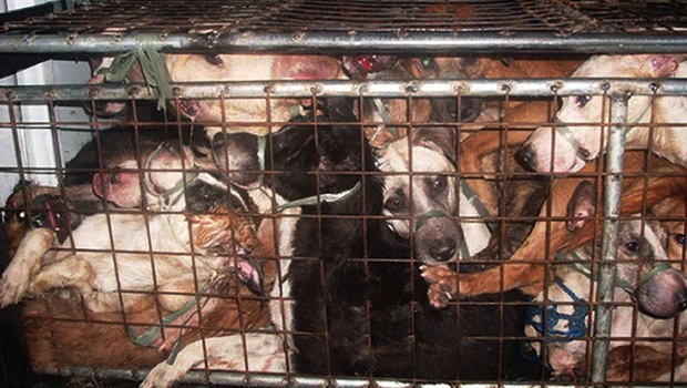Philippine police rescue dogs, raid slaughterhouse