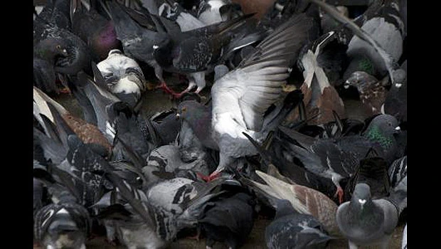 Laboratory tests focus on deadly bird flu mutations