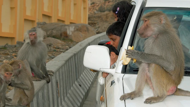 Traditional enemies live in harmony in Taif