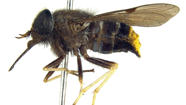 Gold bum fly named after Beyonce