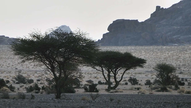 Human activities threaten Riyadh area oases