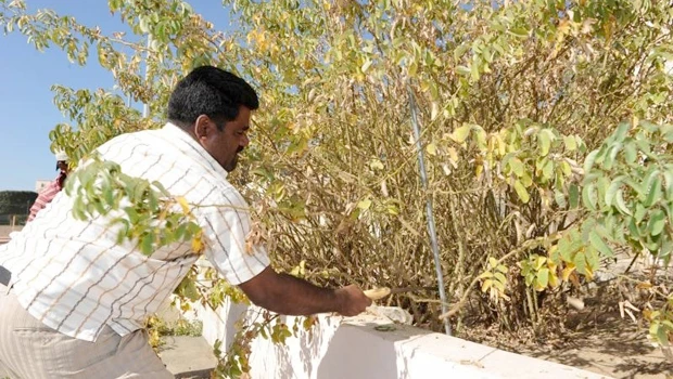 Rose-pruning season begins in Taif