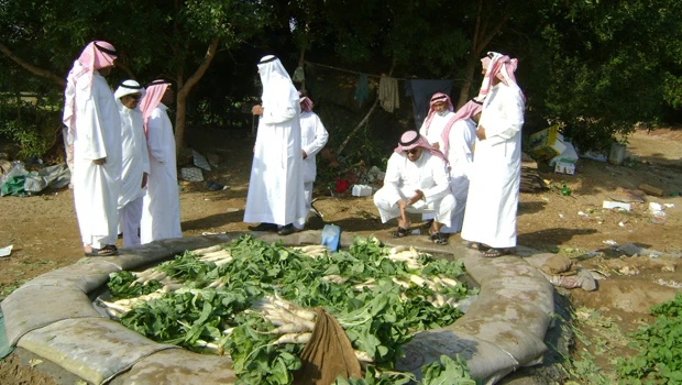 Veggie farms using sewage destroyed